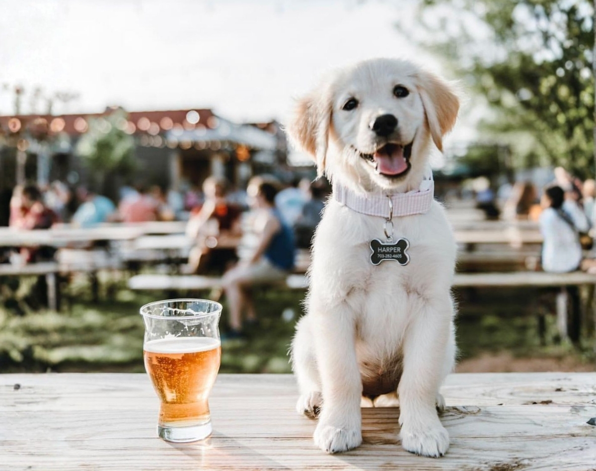 La escena pet-friendly