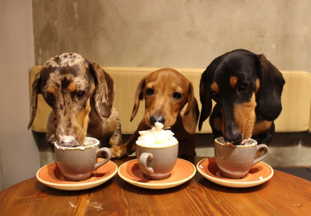 Inauguración Café La Huella