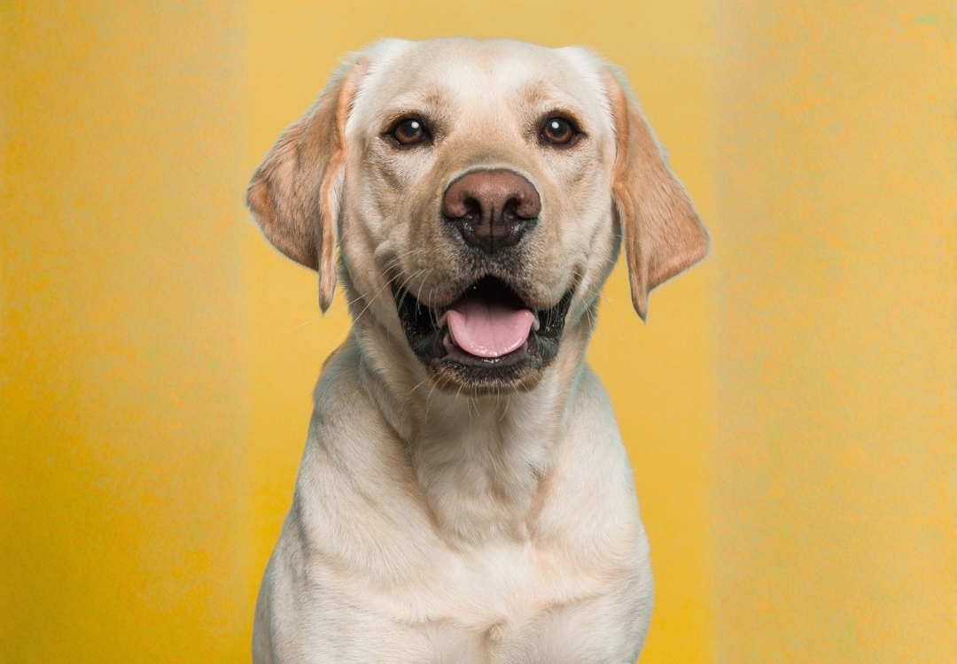 Adopción