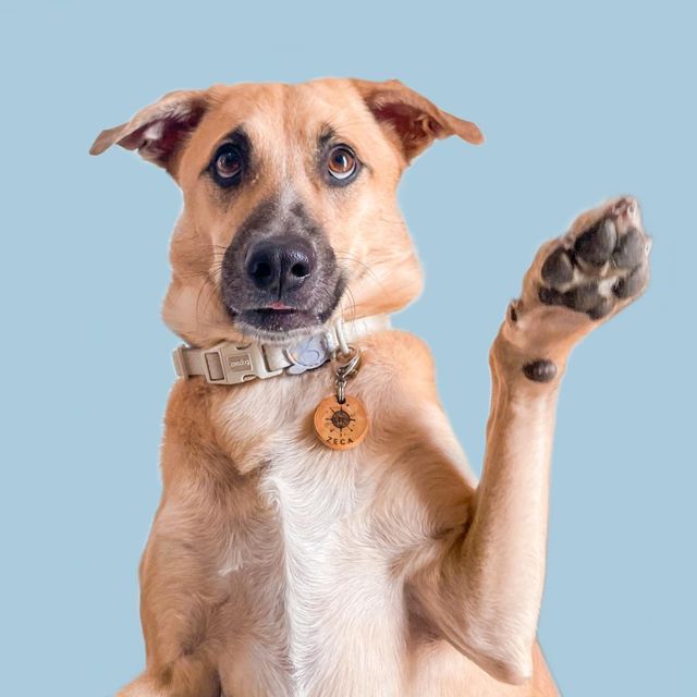 ¿Qué es Mi Fiel Amigo?